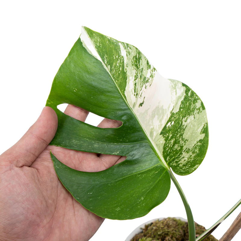 Monstera Albo