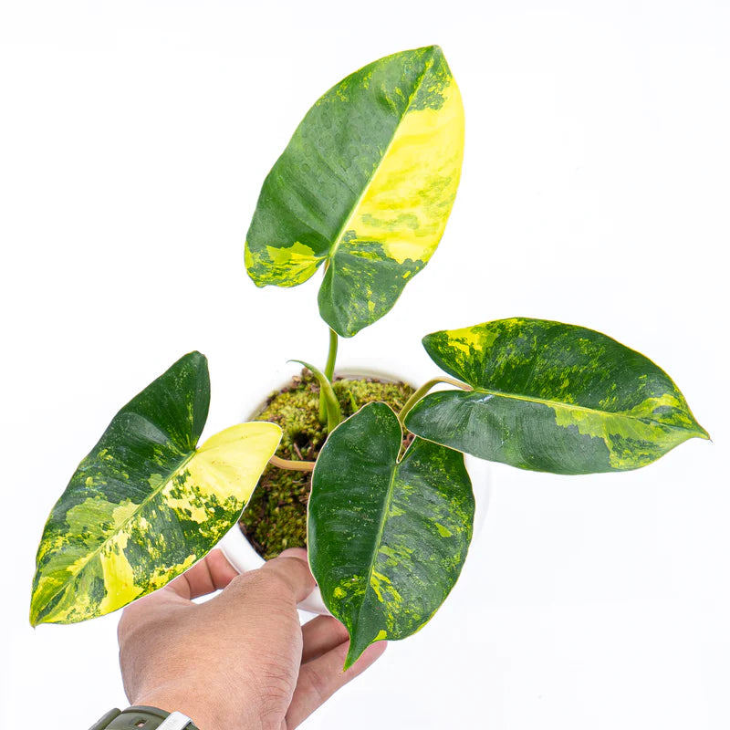 Burle Marx Variegated