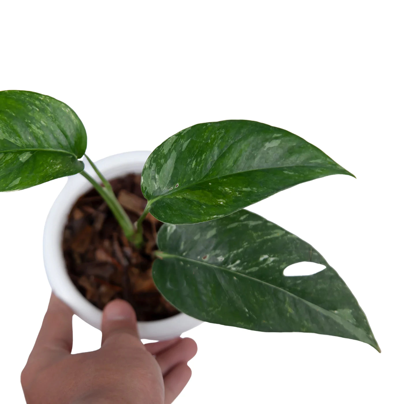 Epipremnum Pinnatum Variegated