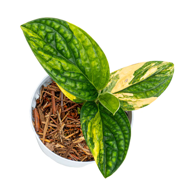 Monstera Karstenianum Variegated