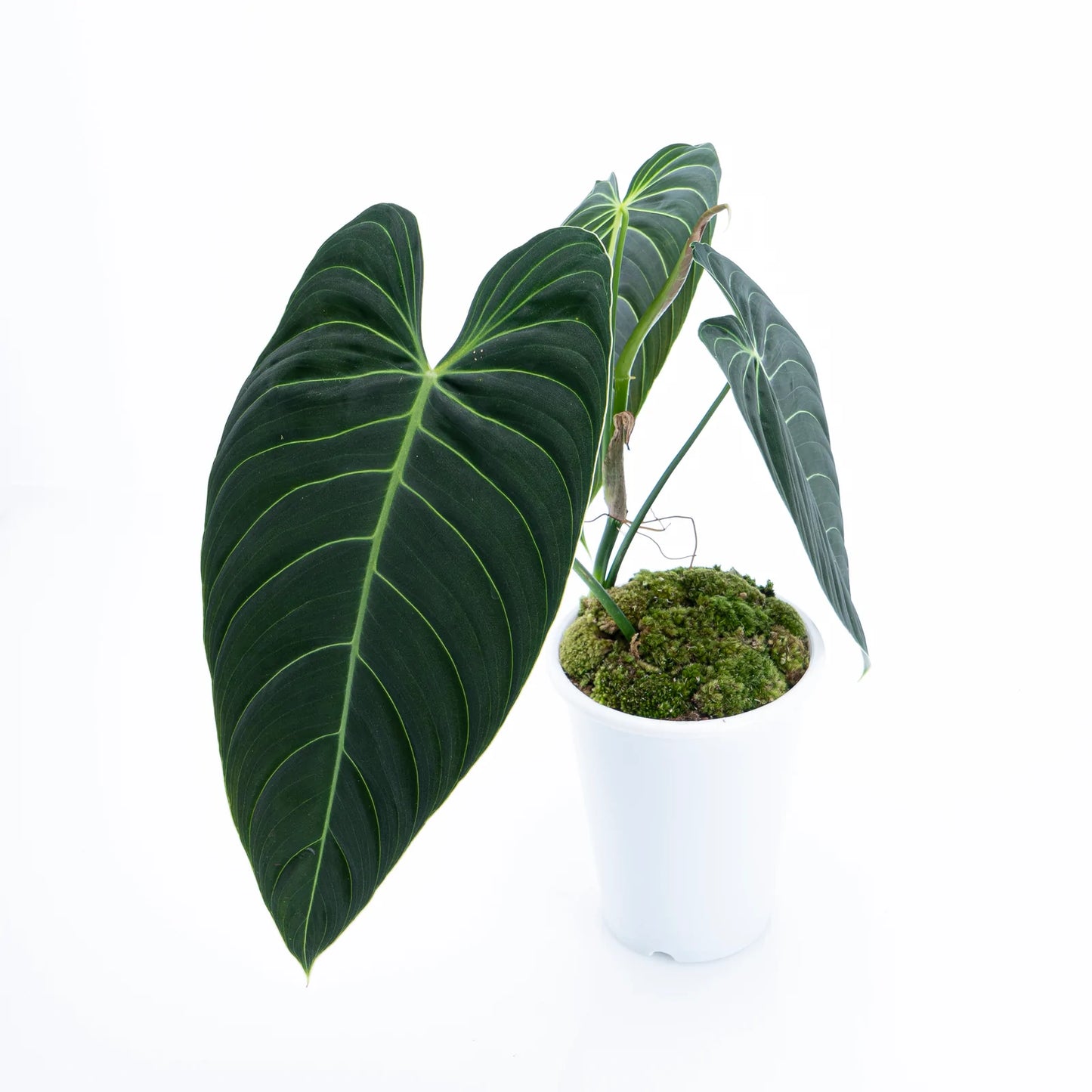 Philodendron Melanochrysum Long