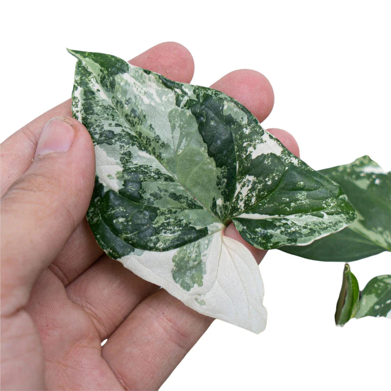 Syngonium Albo Variegated