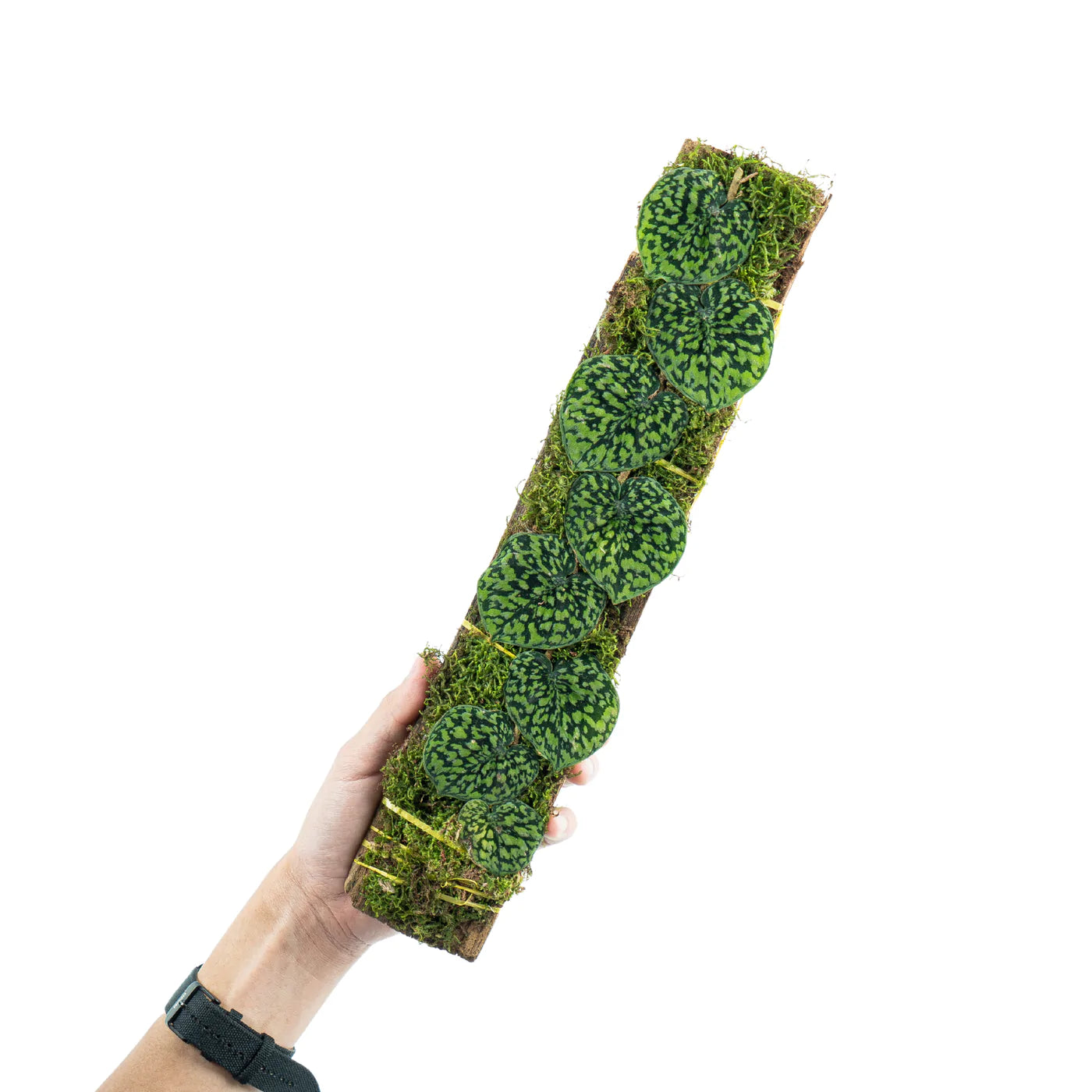 Scindapsus Snake Scale