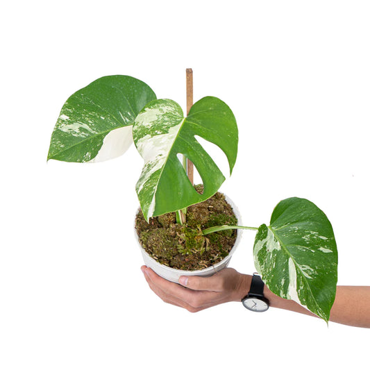 Monstera Albo
