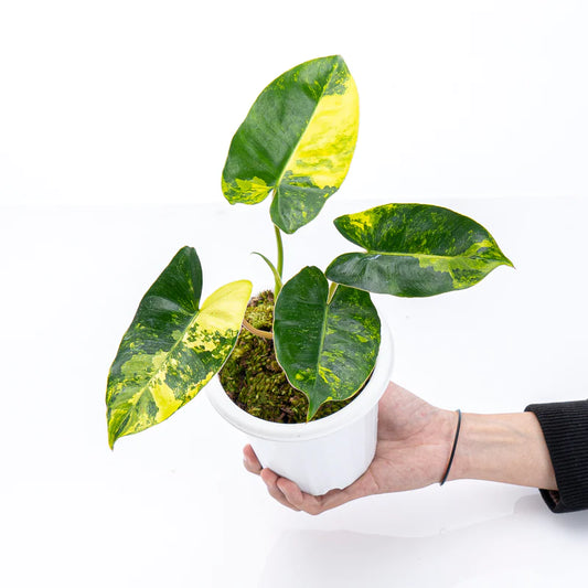 Burle Marx Variegated