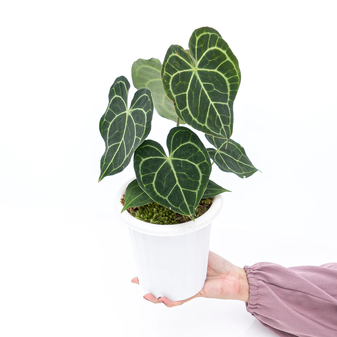 Anthurium Clarinervium