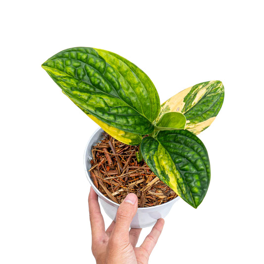 Monstera Karstenianum Variegated