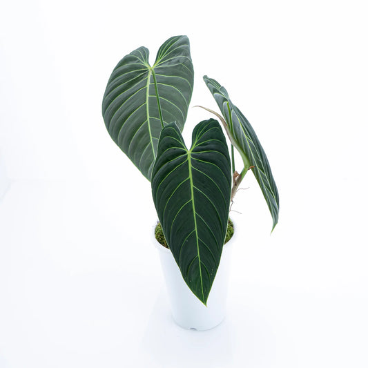 Philodendron Melanochrysum Long