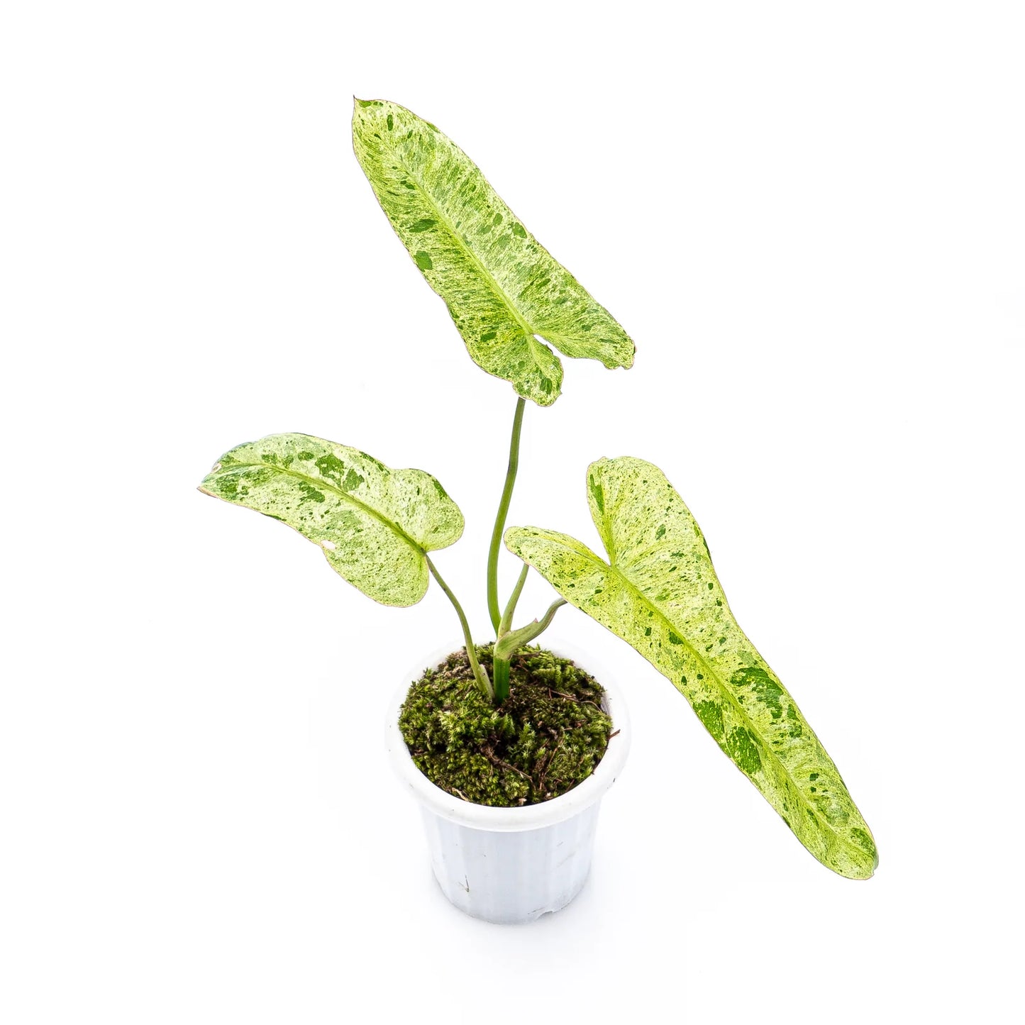 Philodendron Paraiso Verde