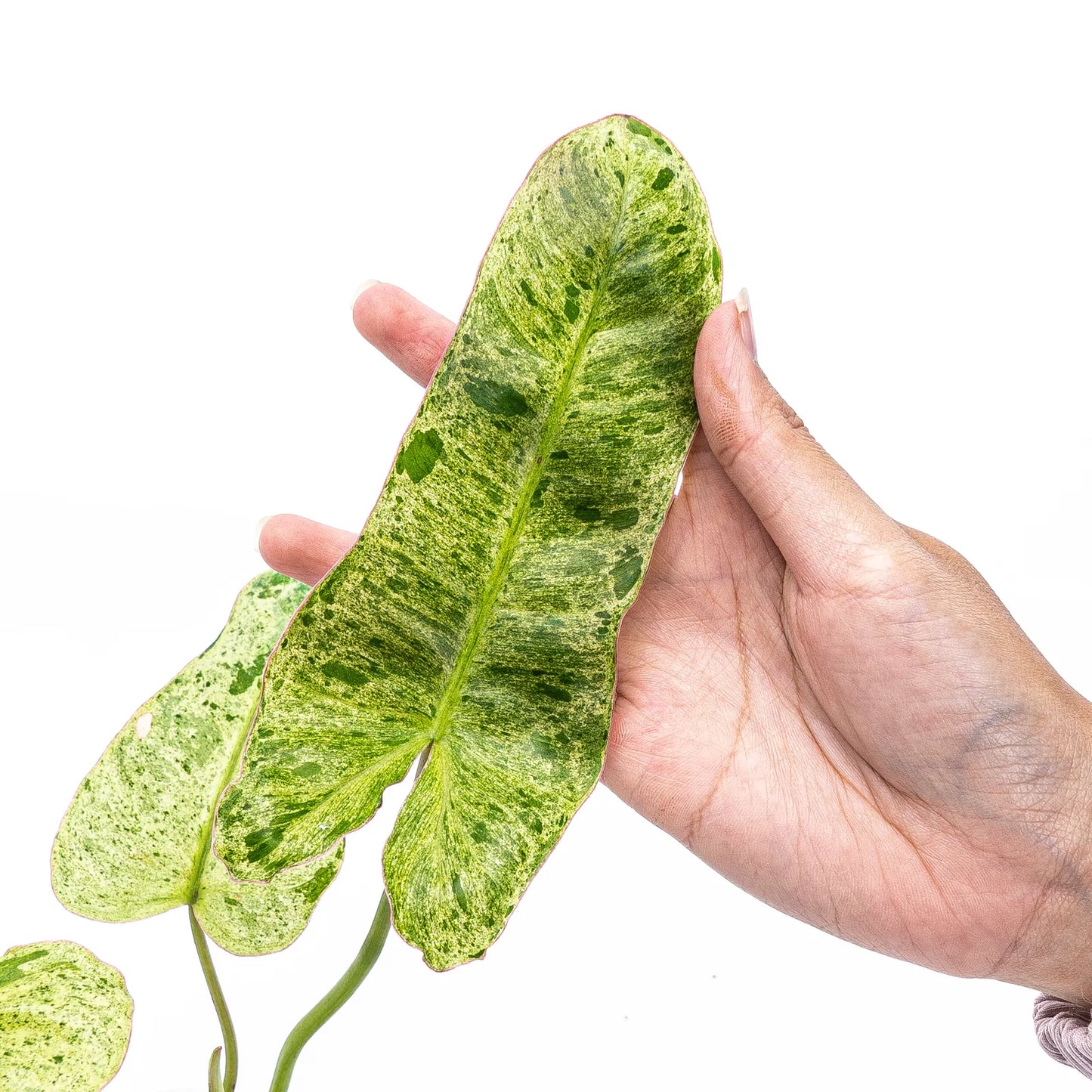 Philodendron Paraiso Verde