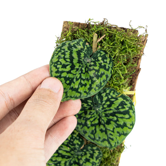 Scindapsus Snake Scale