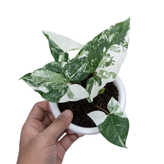Syngonium Albo Variegated